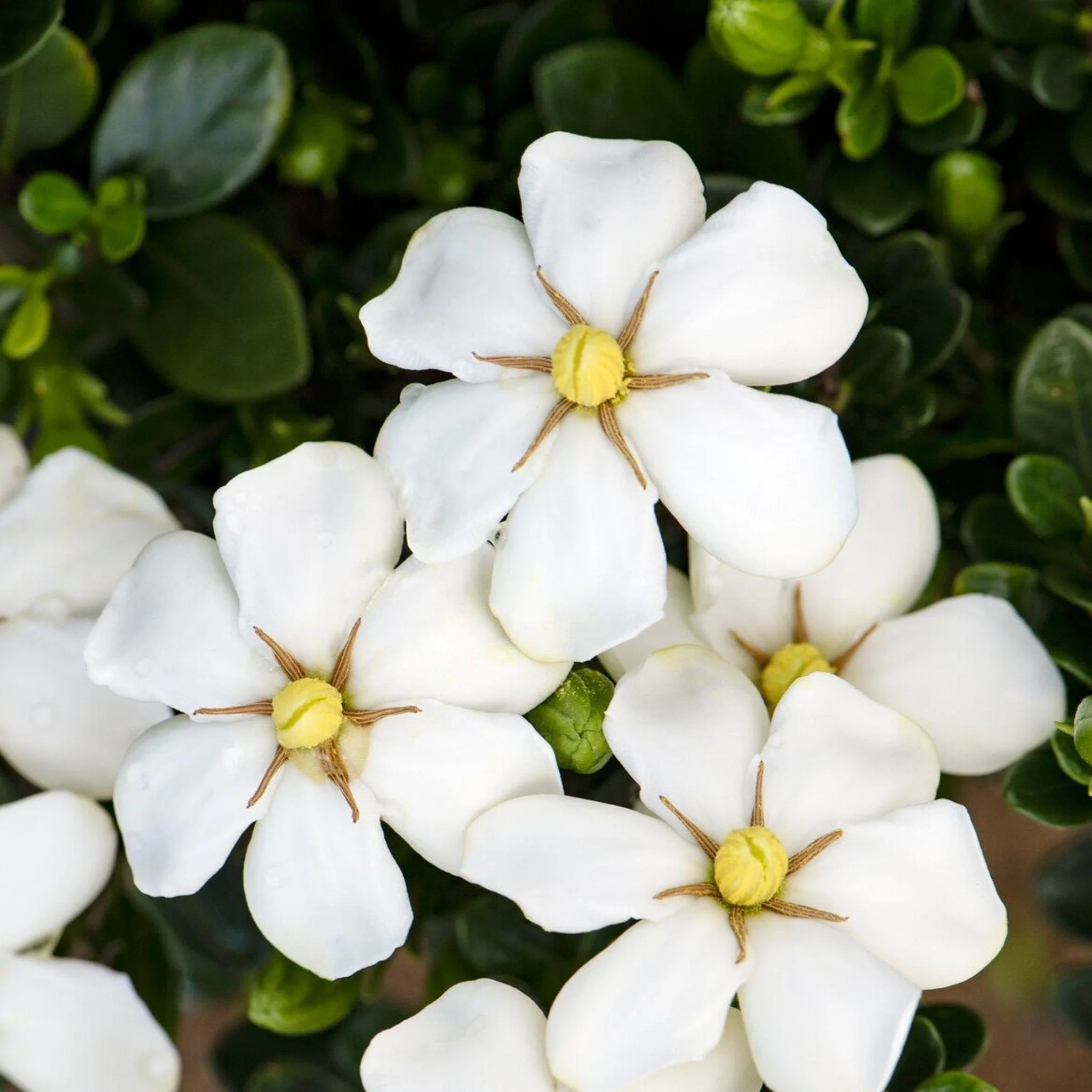 ScentAmazing® Gardenia - Image 6