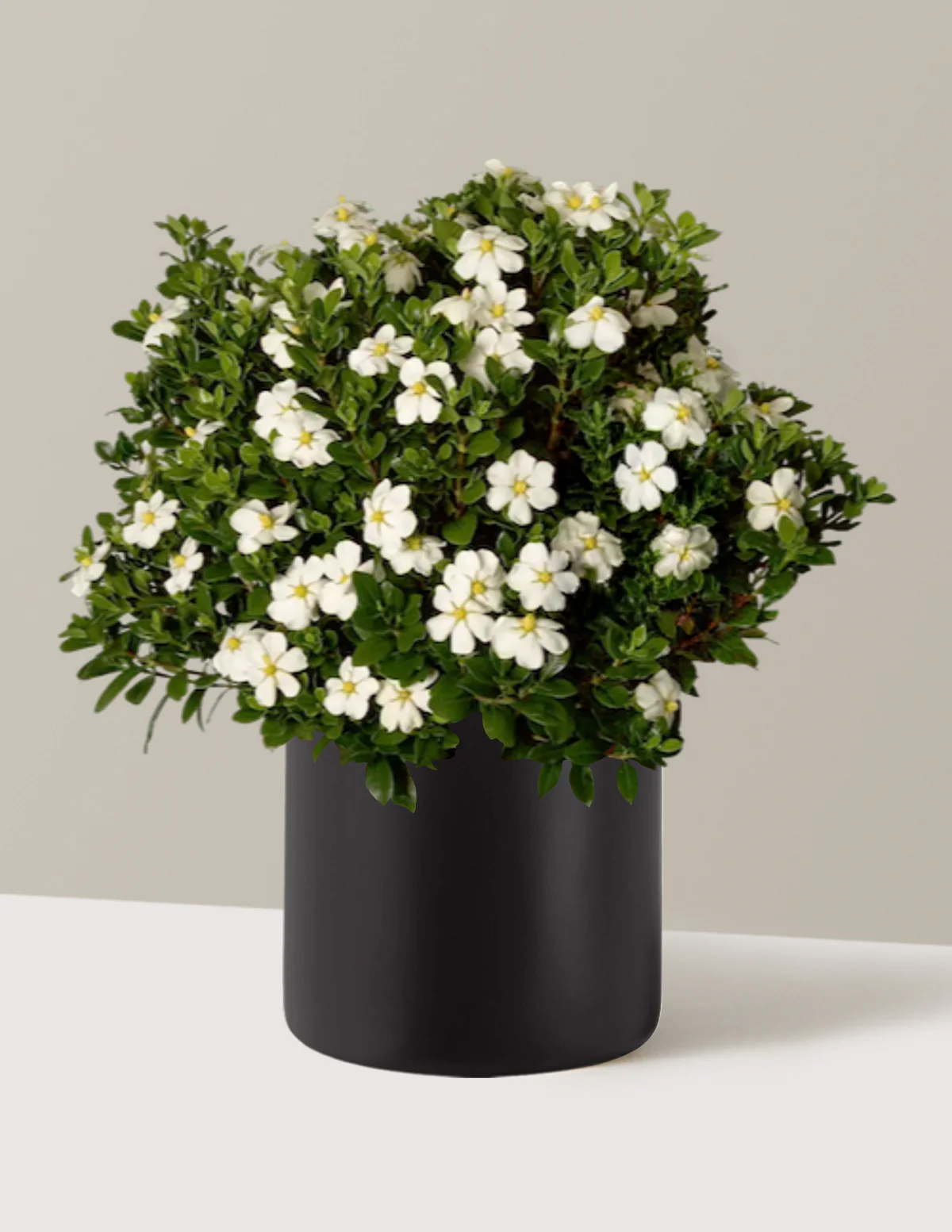 ScentAmazing® Gardenia - Image 7