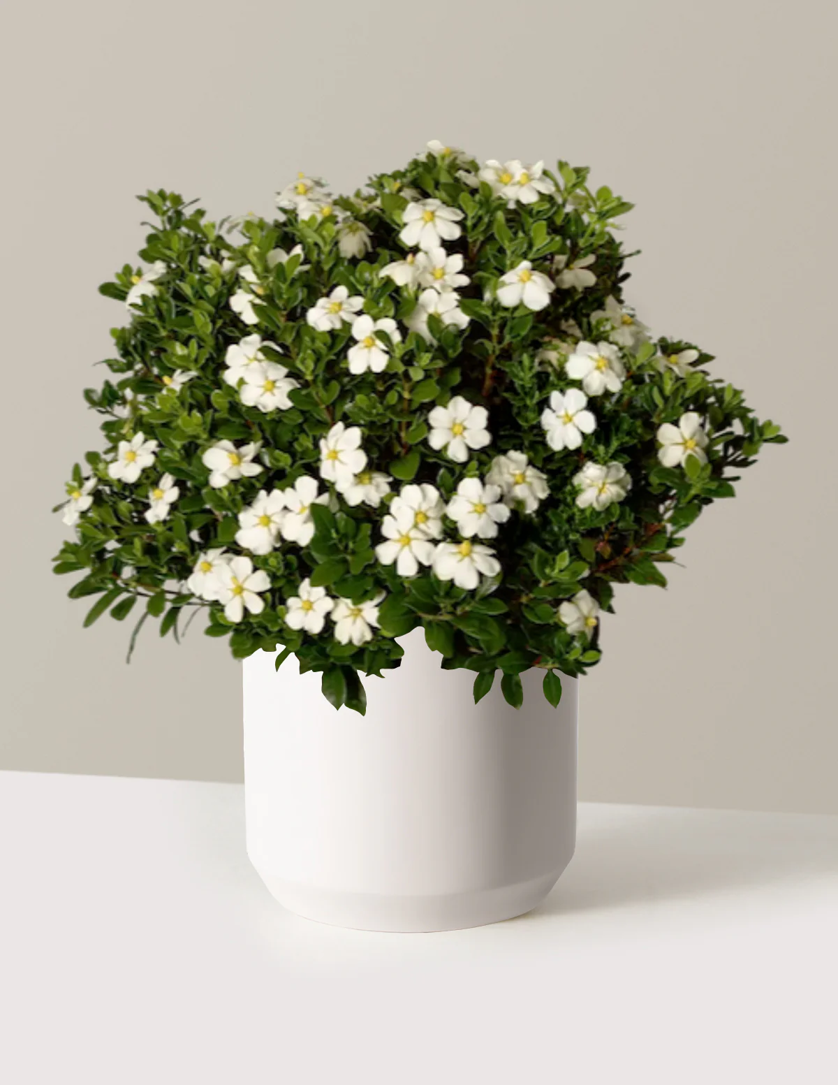 ScentAmazing® Gardenia - Image 8