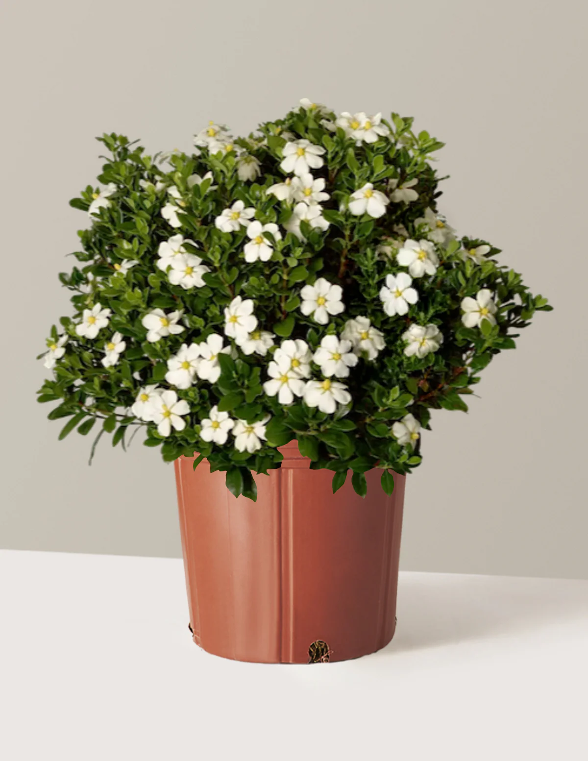 ScentAmazing® Gardenia - Image 9
