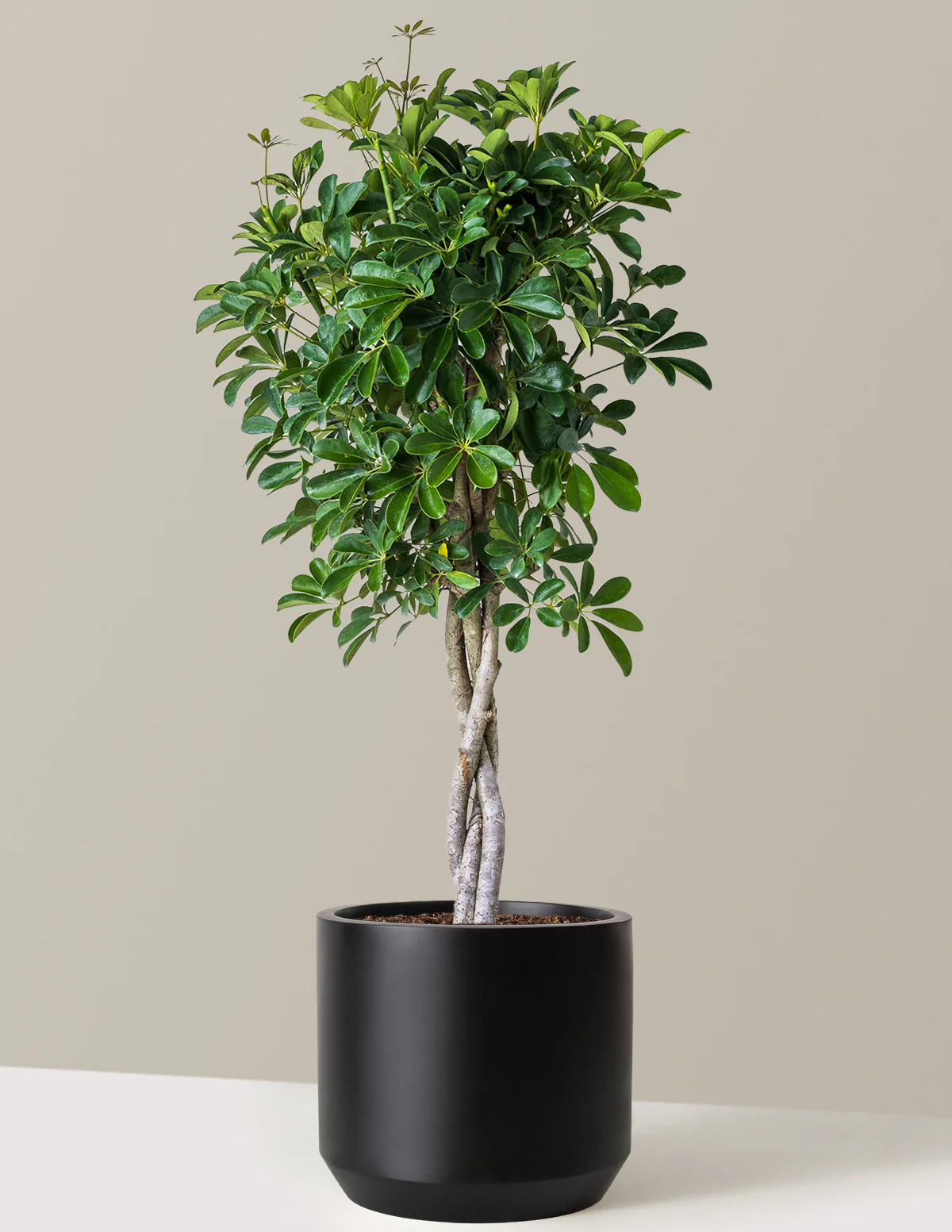 Schefflera Arboricola Braid - Image 10