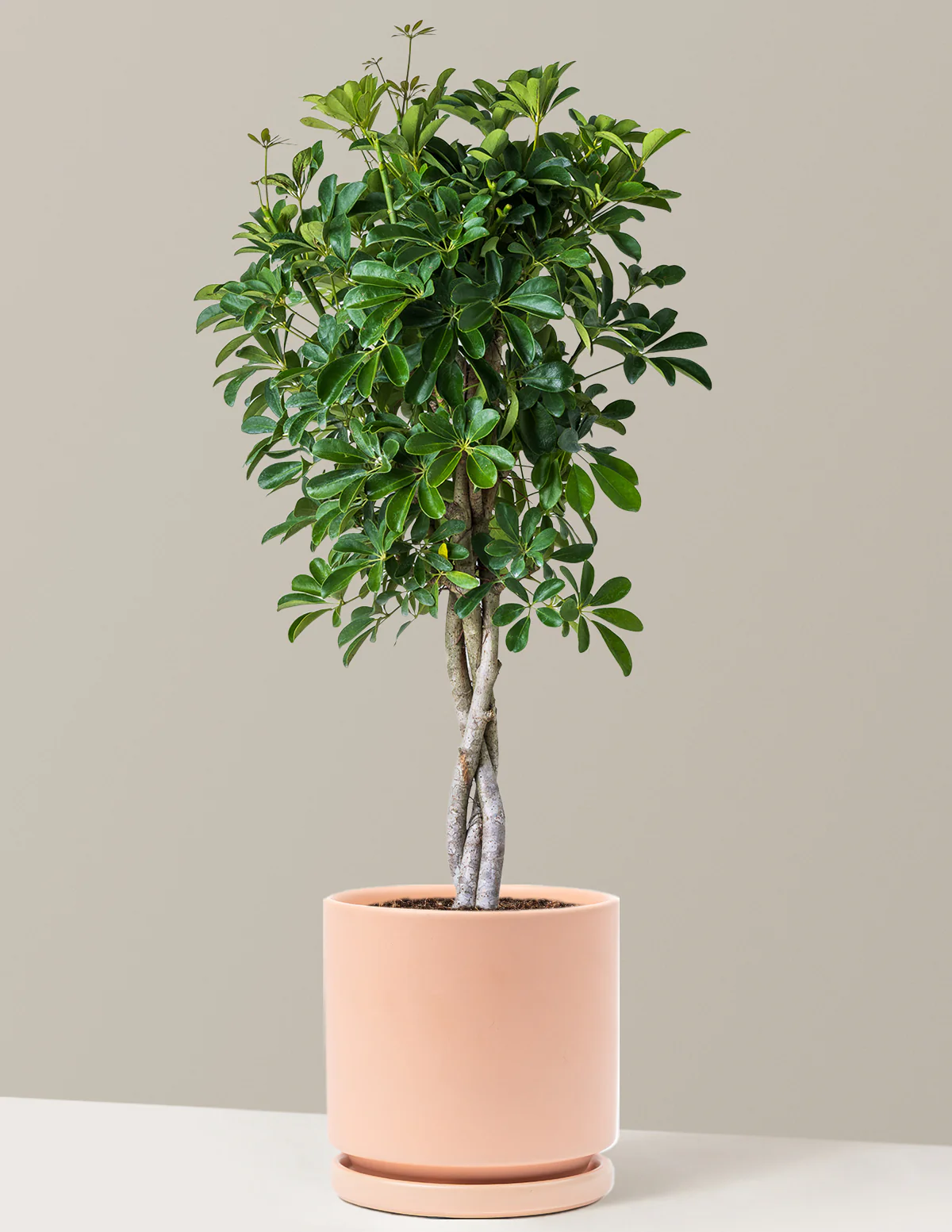 Schefflera Arboricola Braid - Image 11