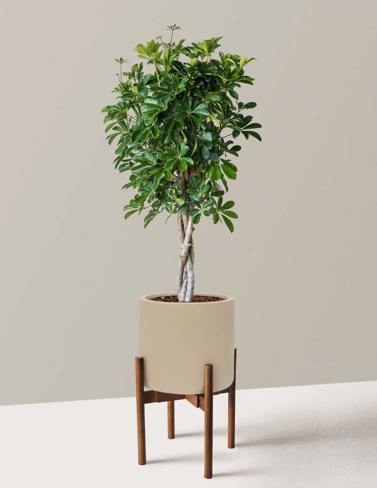 Schefflera Arboricola Braid - Image 37