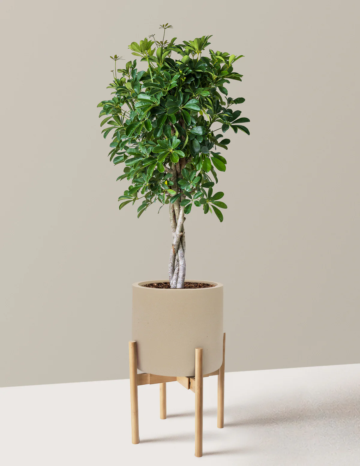 Schefflera Arboricola Braid - Image 38