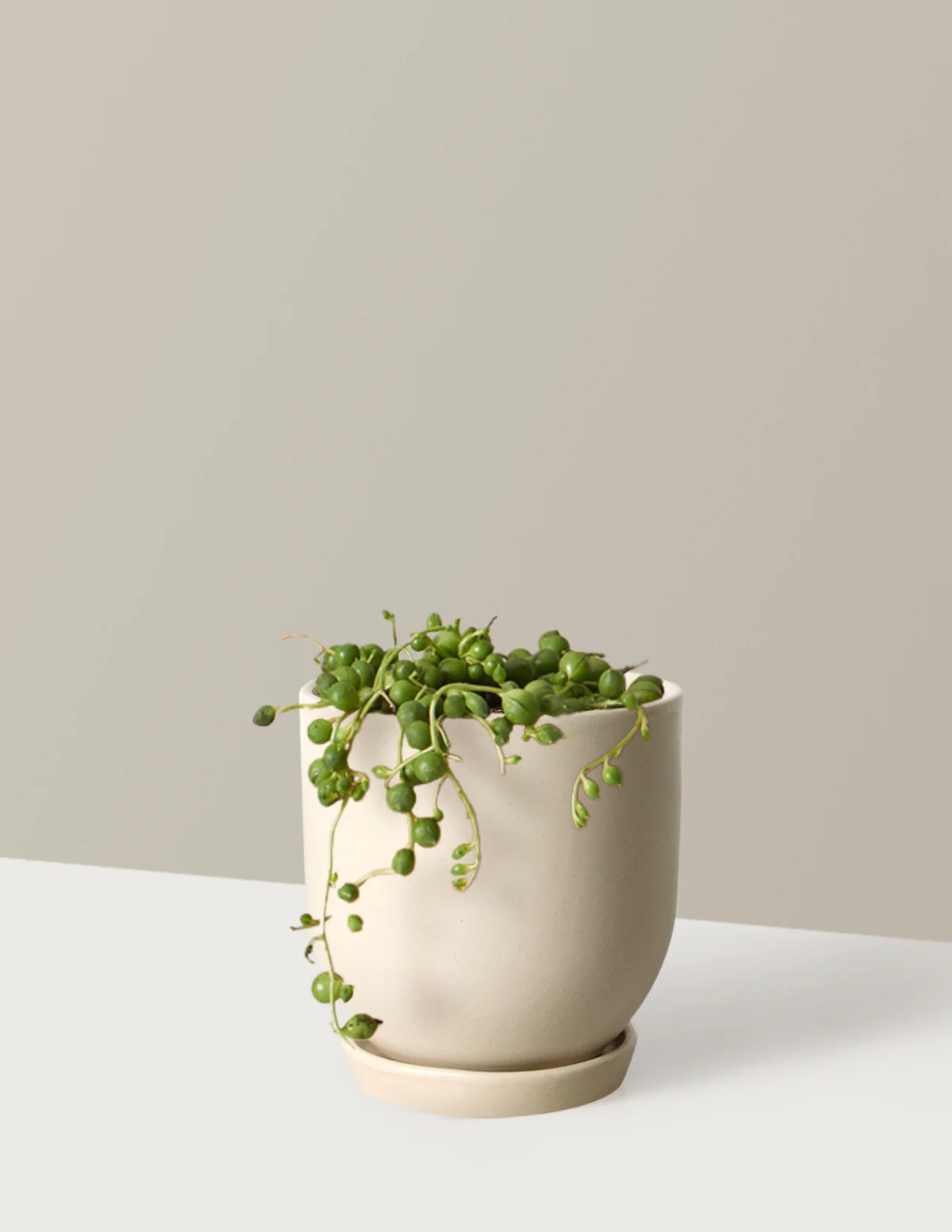 Westcott Ceramic Planter - Image 3