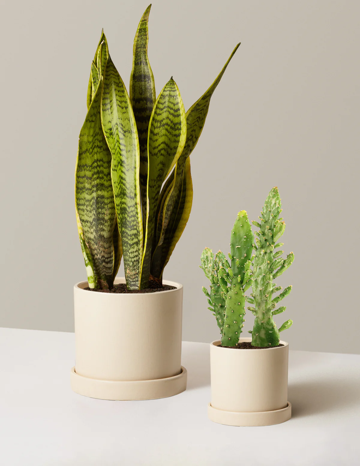 Set & Forget Duo - Image 3