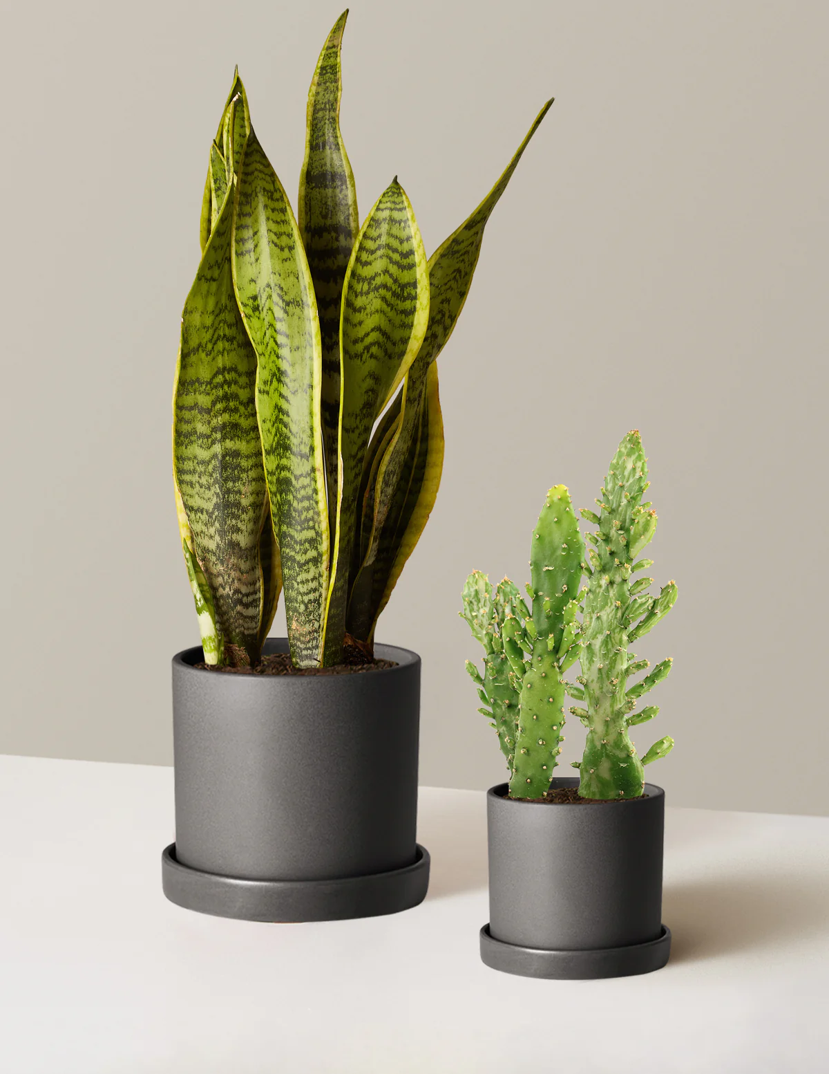 Set & Forget Duo - Image 4