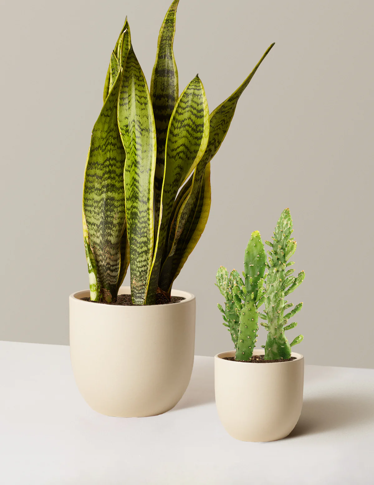 Set & Forget Duo - Image 5