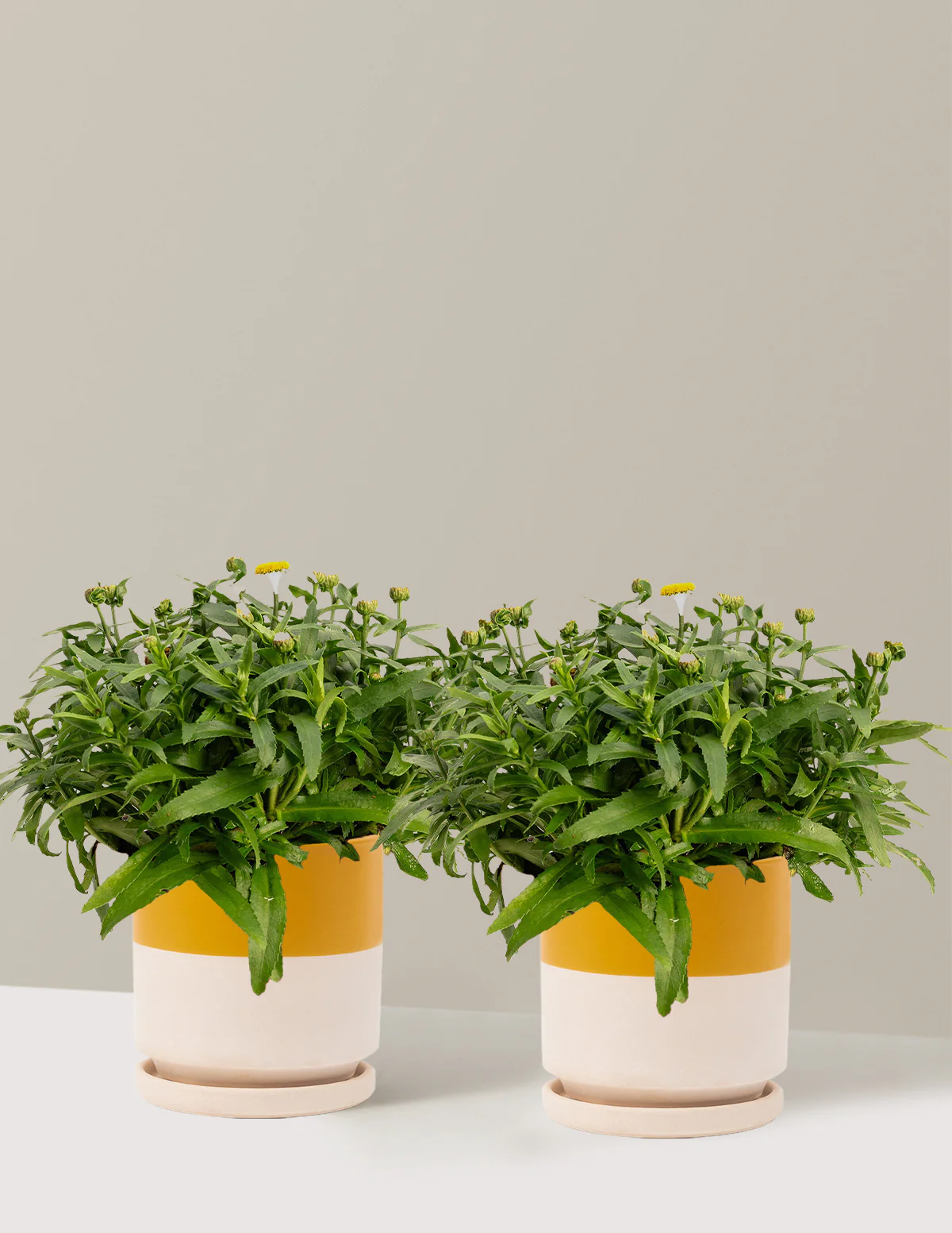 Shortstop™ Shasta Daisy