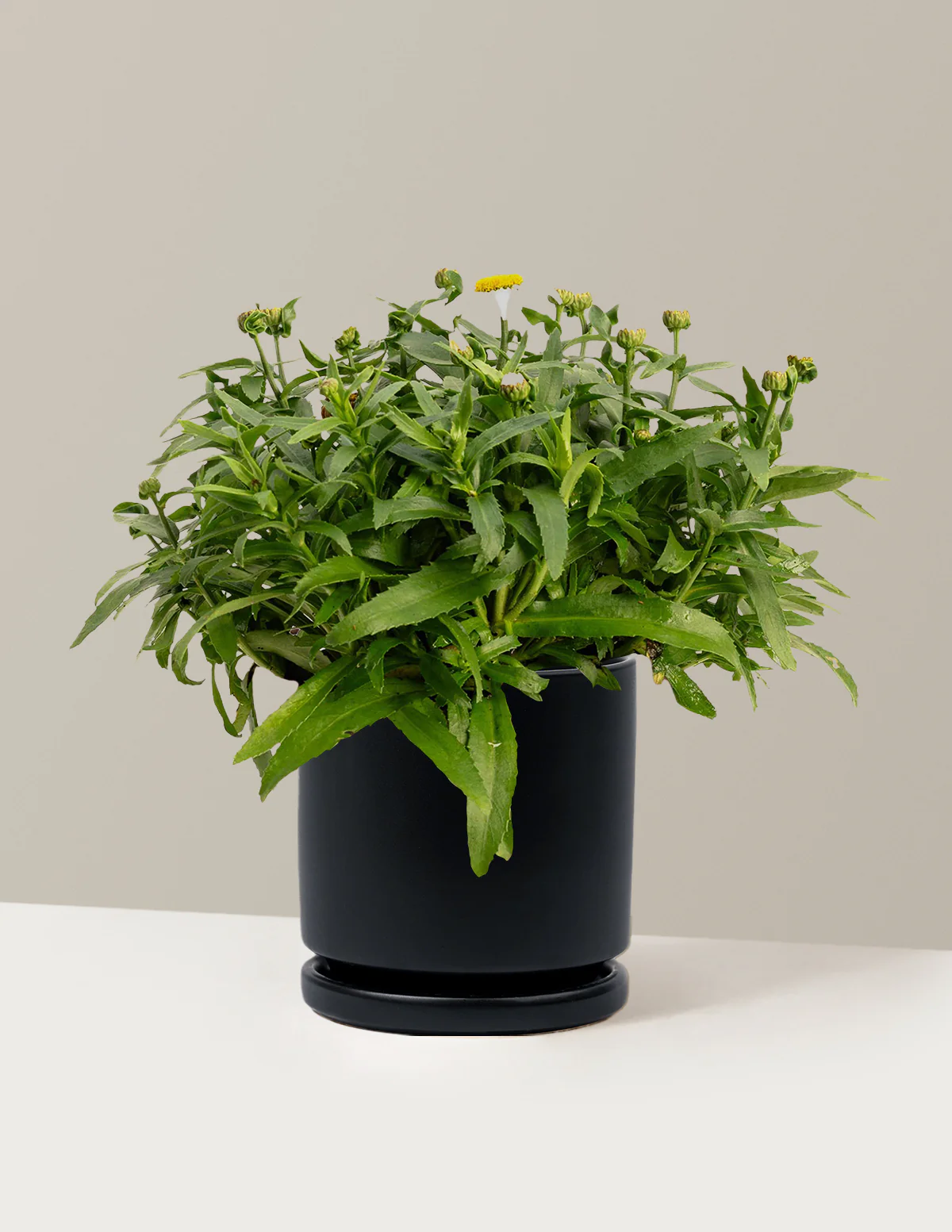 Shortstop™ Shasta Daisy - Image 13