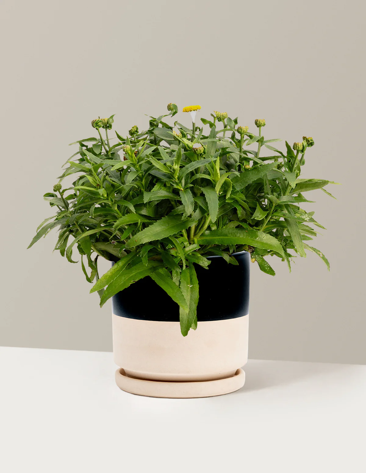 Shortstop™ Shasta Daisy - Image 14