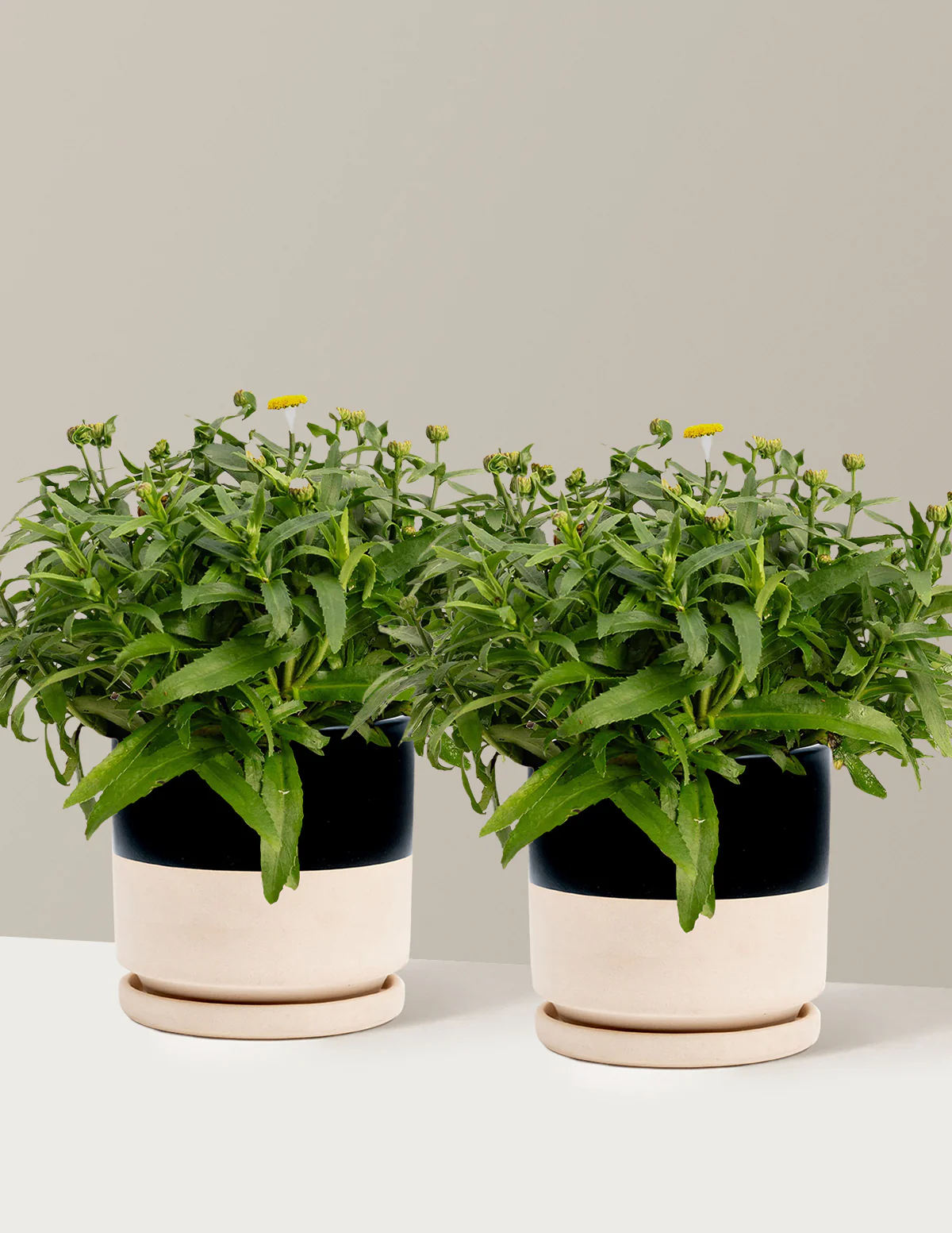 Shortstop™ Shasta Daisy - Image 16