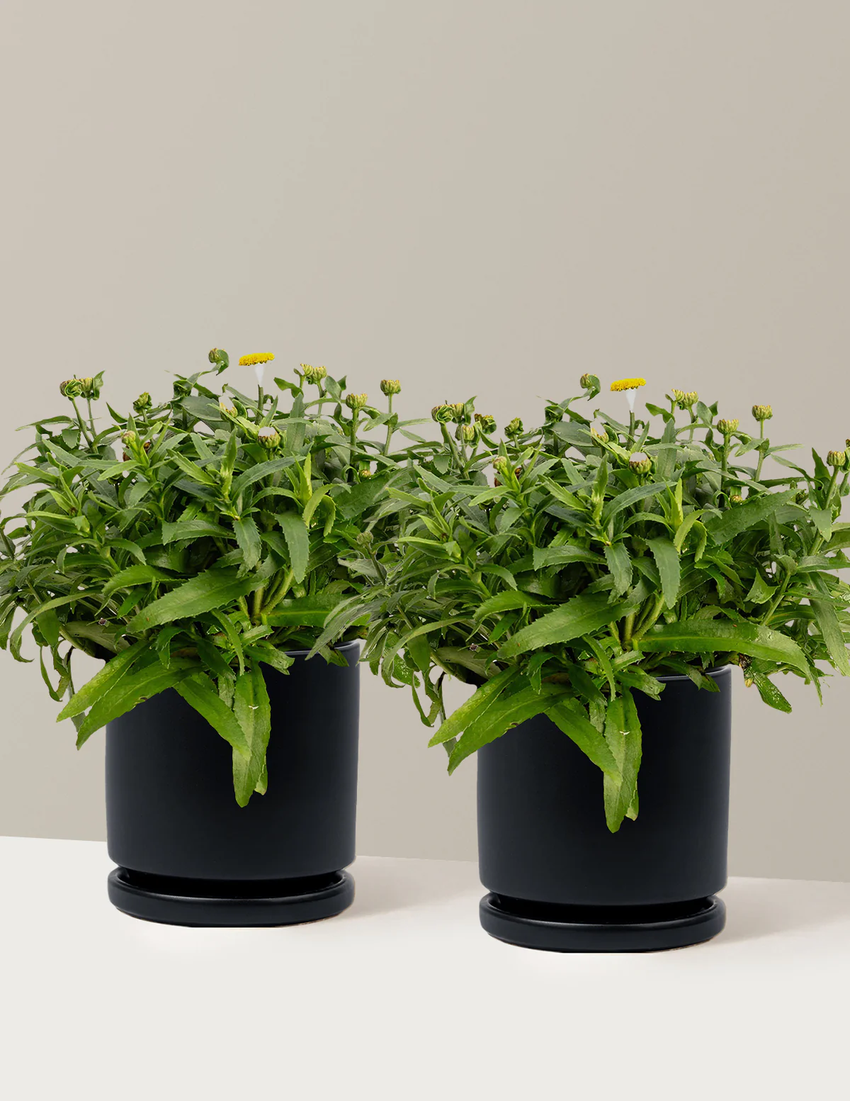 Shortstop™ Shasta Daisy - Image 17