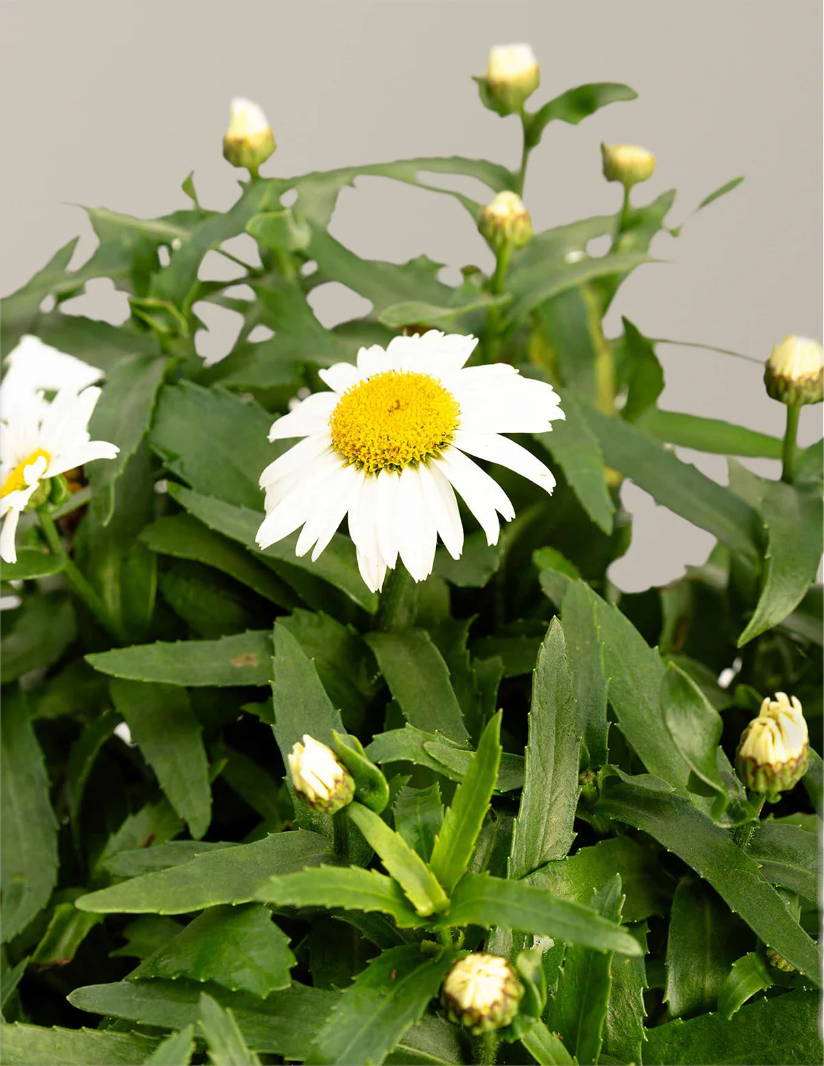 Shortstop™ Shasta Daisy - Image 2