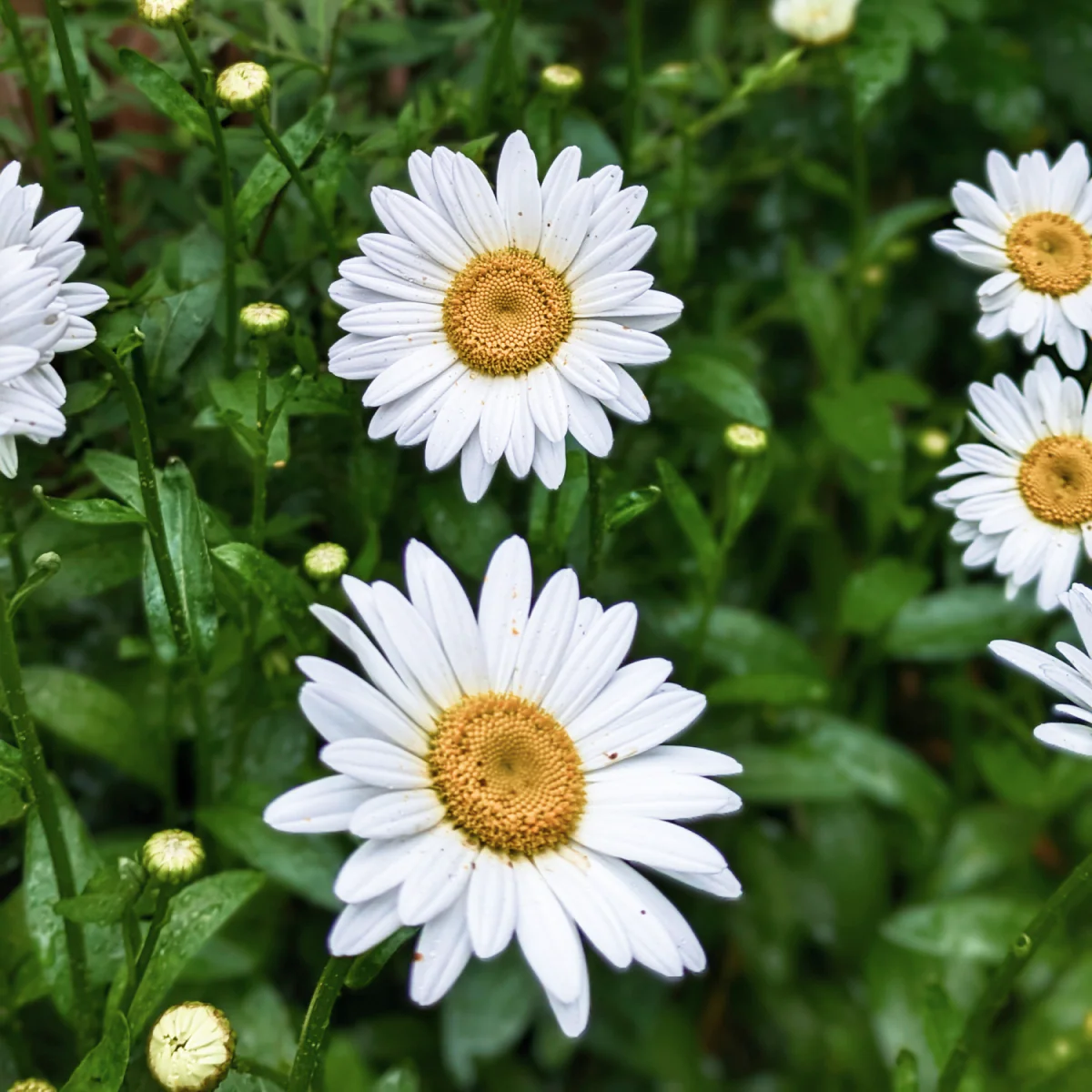 Shortstop™ Shasta Daisy - Image 6