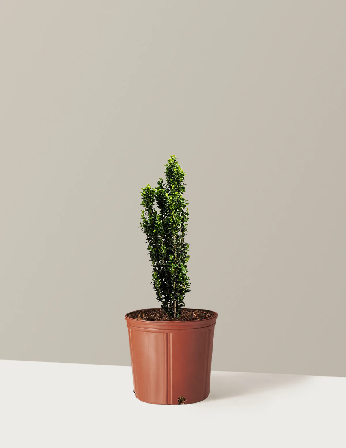 Sky Pencil Holly - Image 6