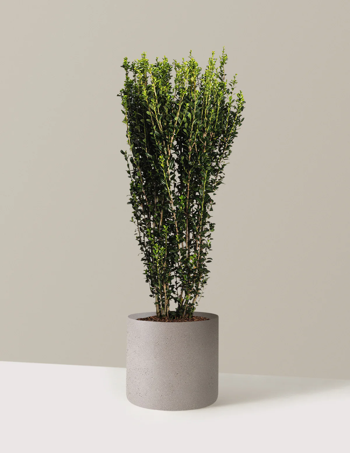 Sky Pencil Holly - Image 7