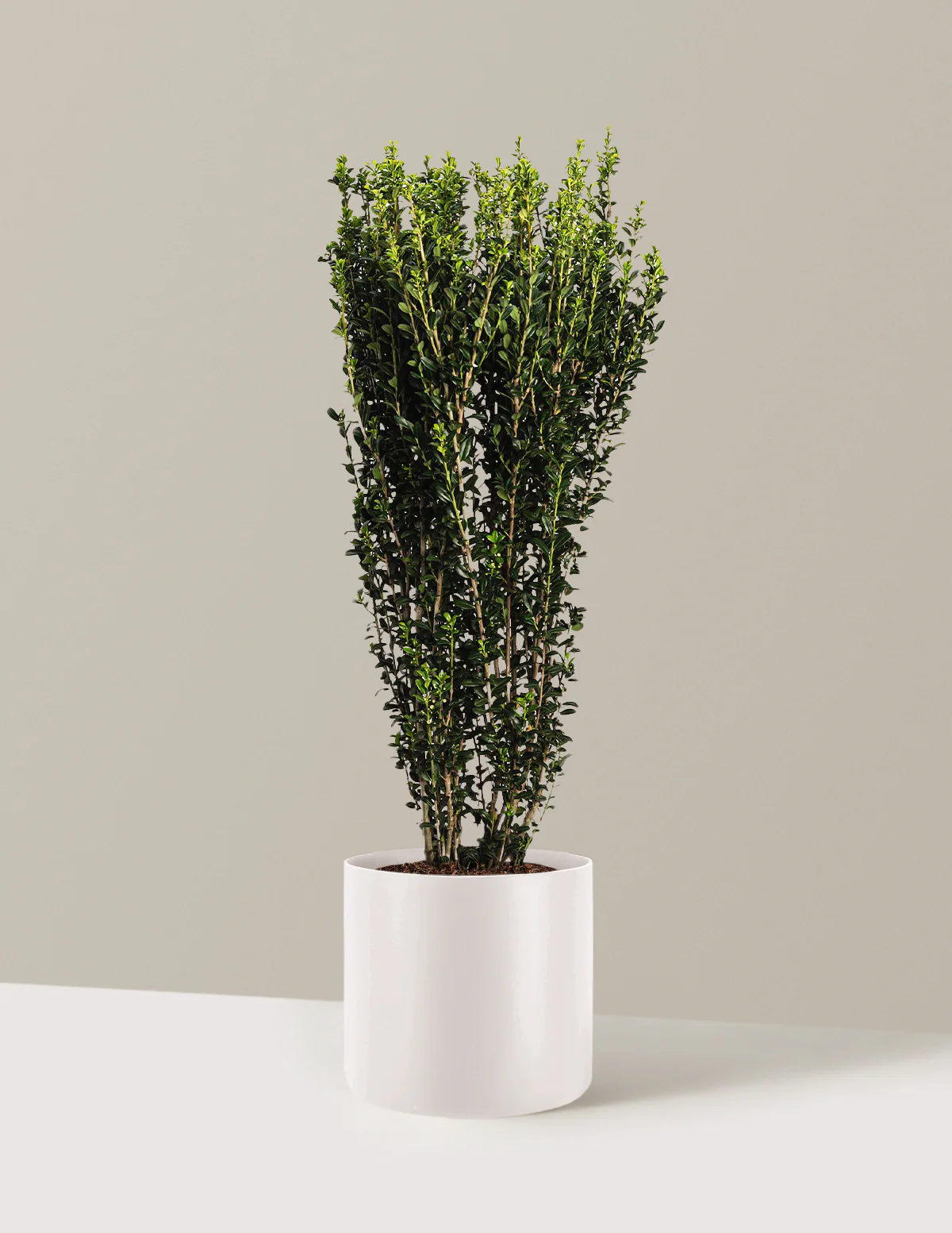 Sky Pencil Holly - Image 8
