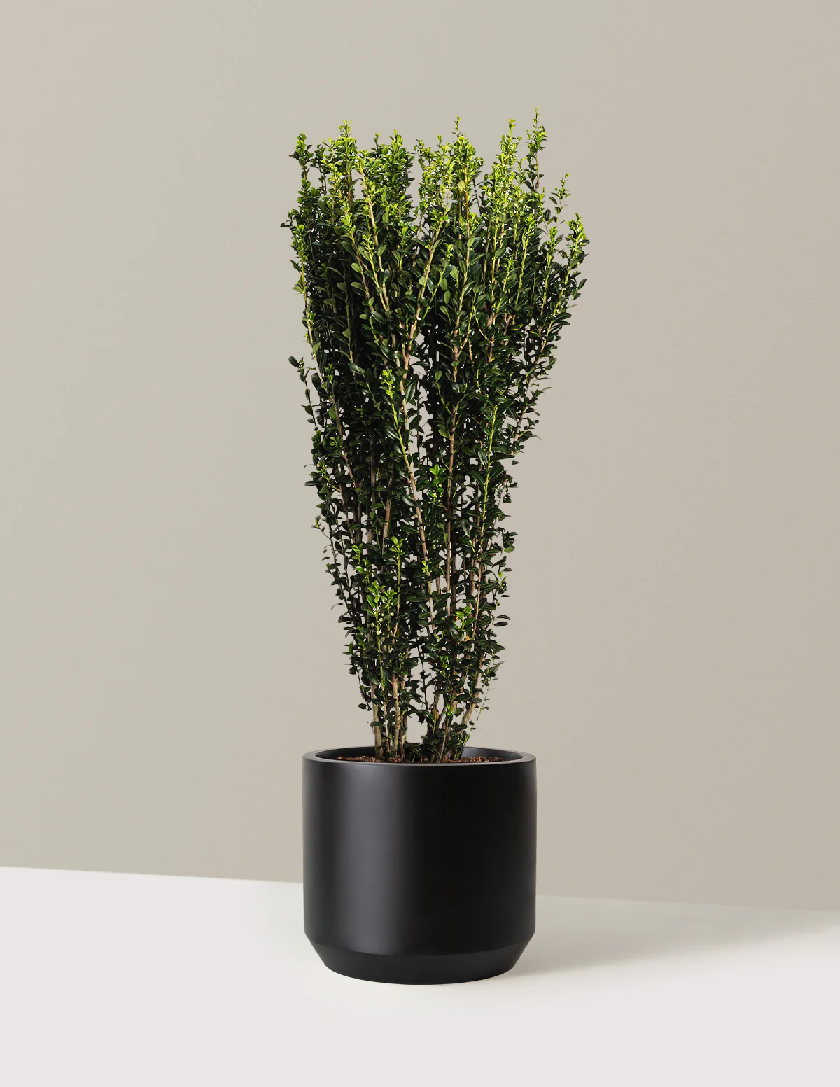 Sky Pencil Holly - Image 9