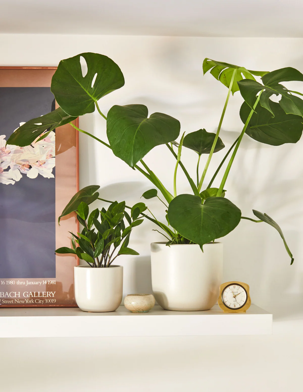 ZZ Plant - Image 12