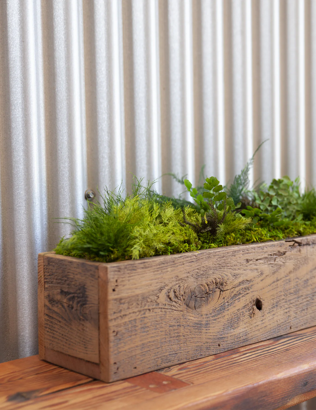 Preserved Moss & Fern Box - Image 4