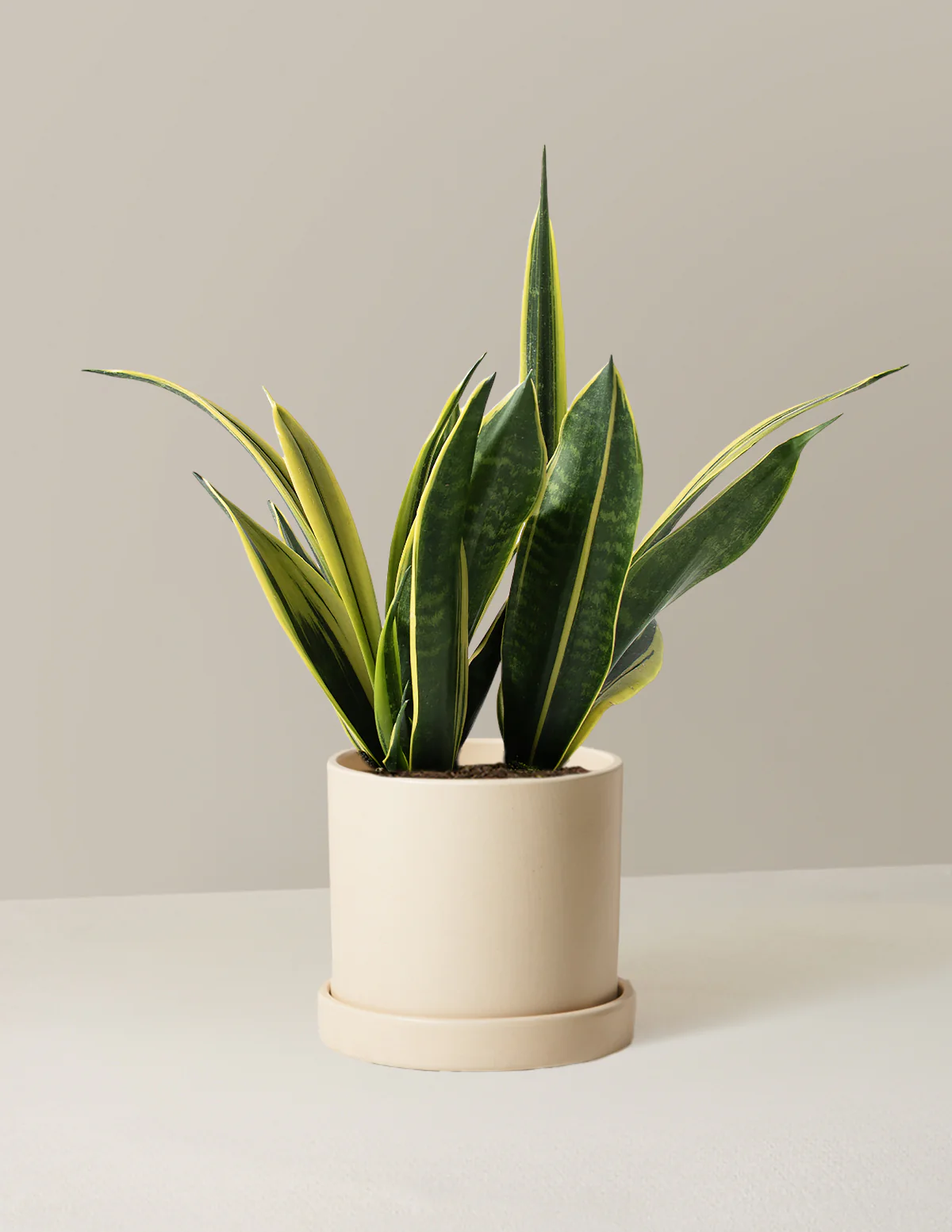 Snake Gold Flame - Image 6
