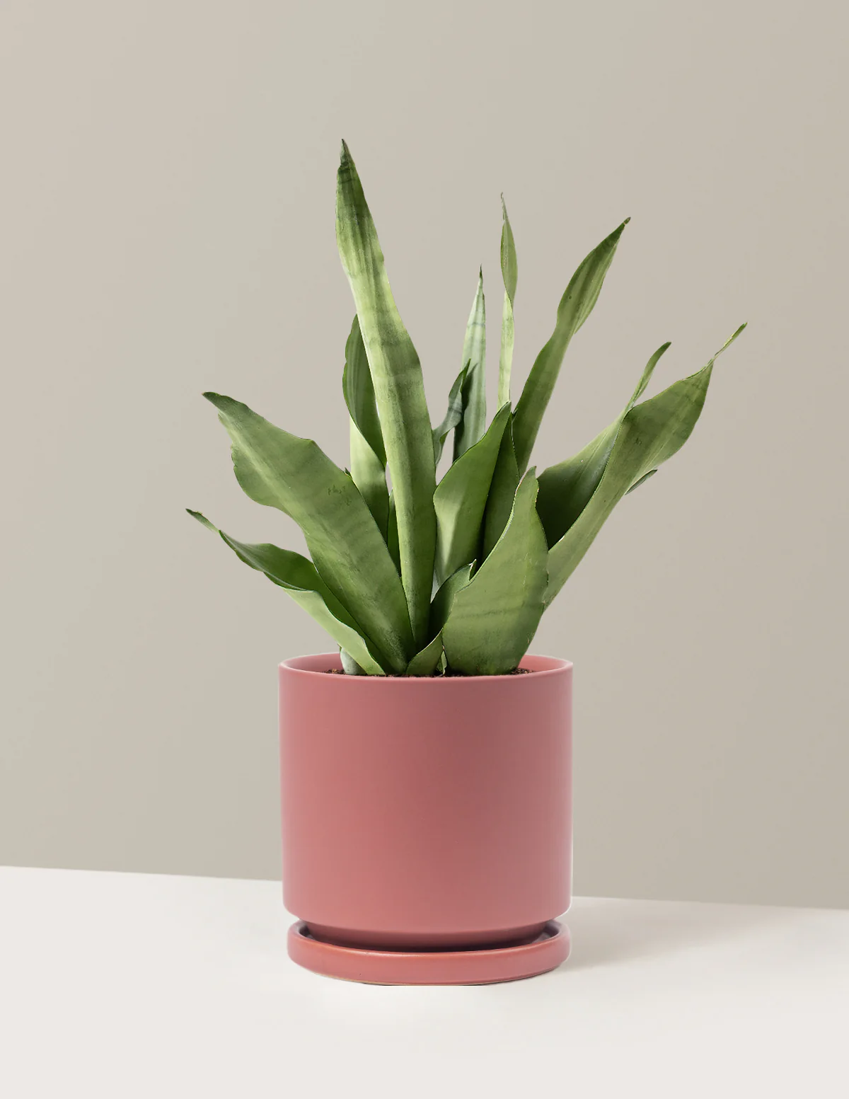Moonshine Snake Plant - Image 10