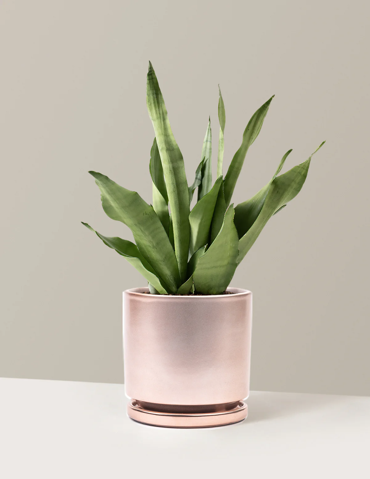 Moonshine Snake Plant - Image 11