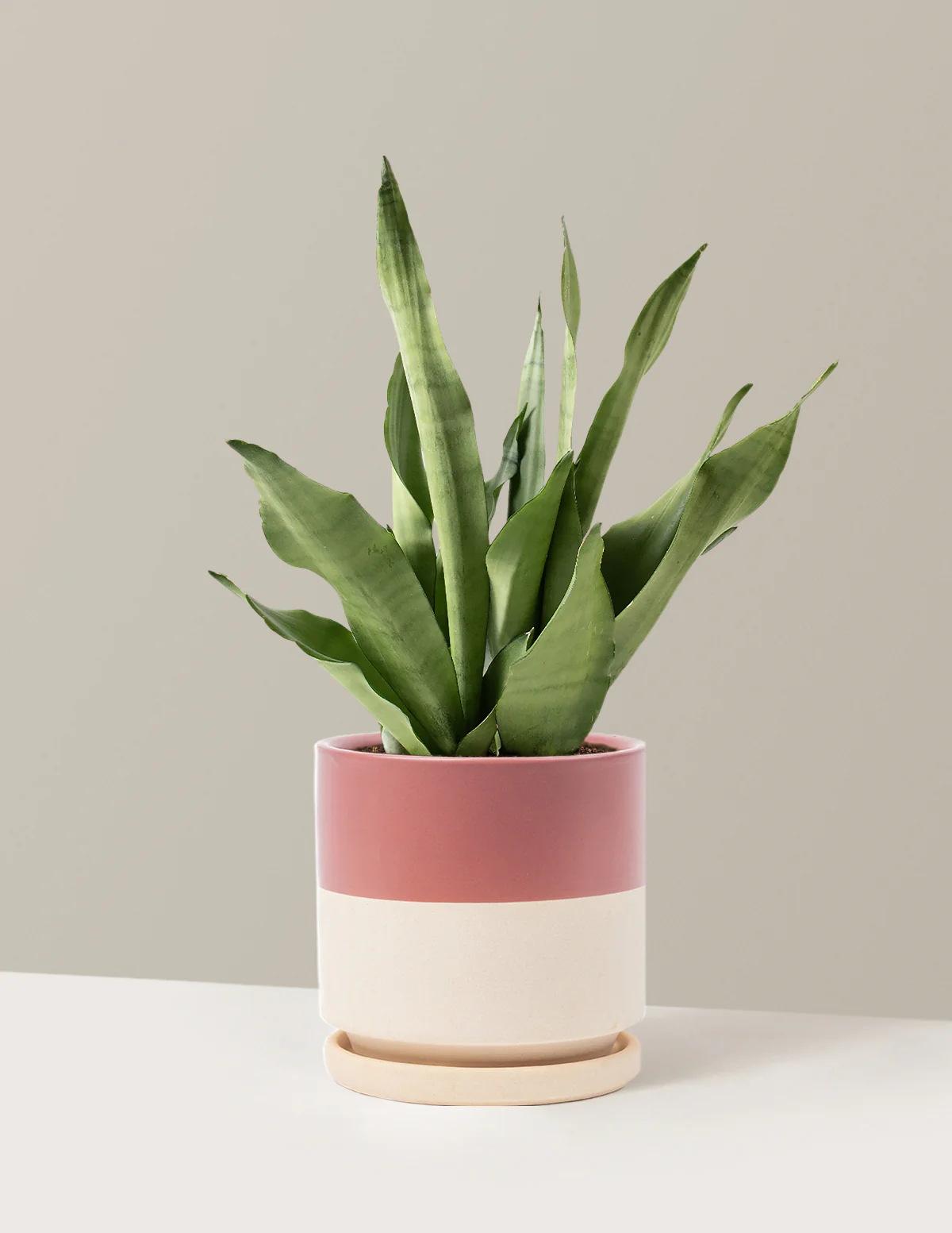 Moonshine Snake Plant - Image 12