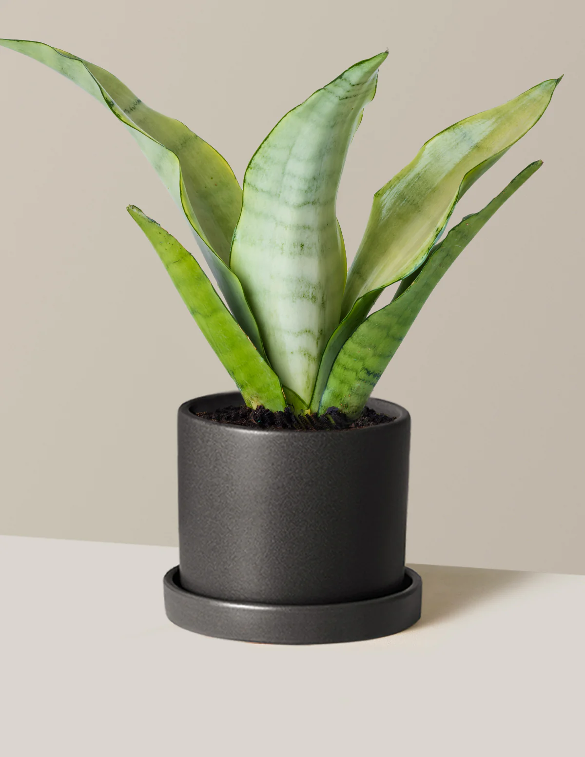 Moonshine Snake Plant - Image 13