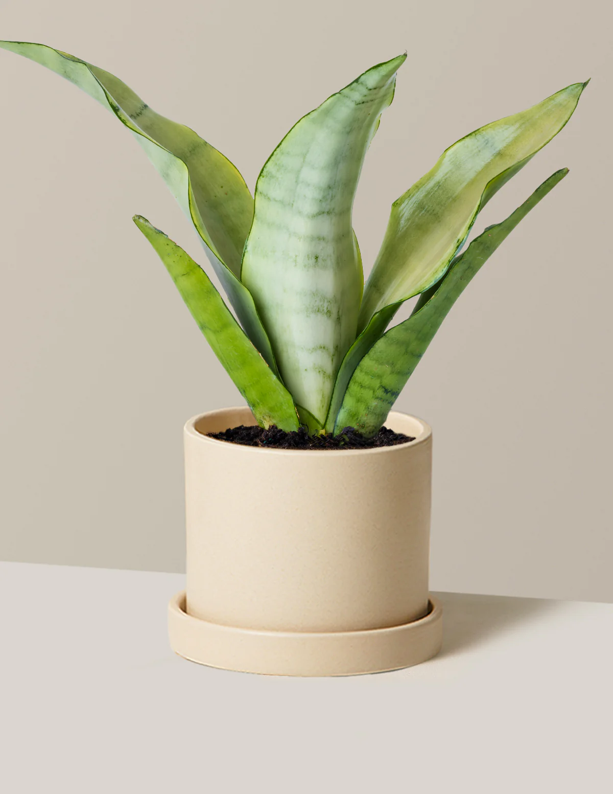 Moonshine Snake Plant - Image 14