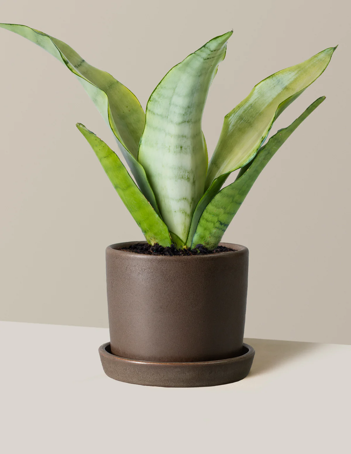 Moonshine Snake Plant - Image 15