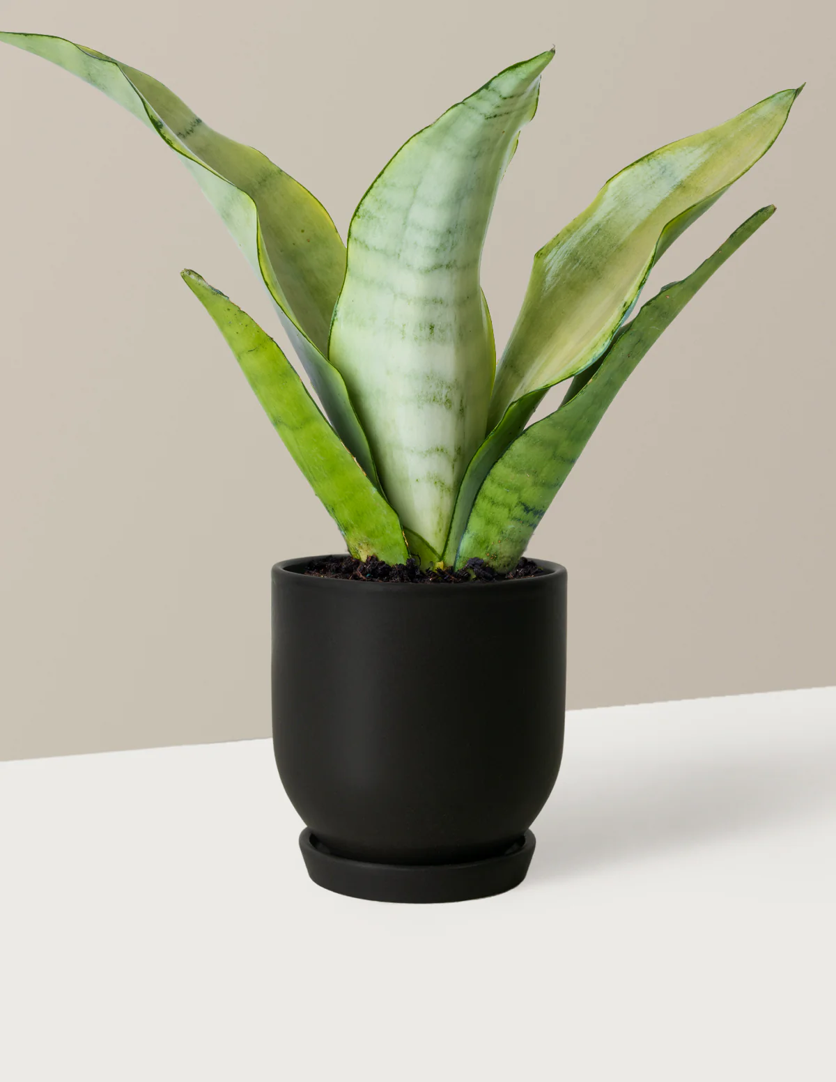 Moonshine Snake Plant - Image 16