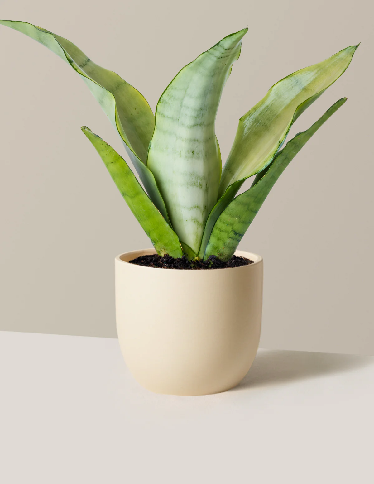 Moonshine Snake Plant - Image 17