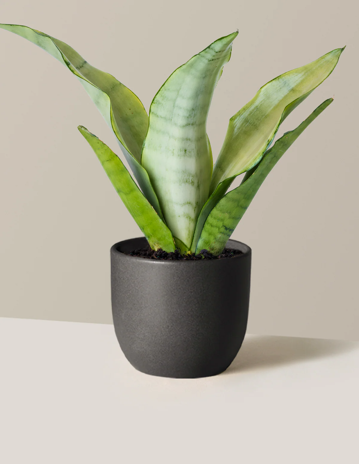 Moonshine Snake Plant - Image 18
