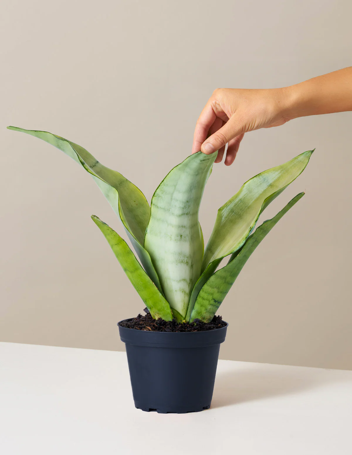 Moonshine Snake Plant - Image 19
