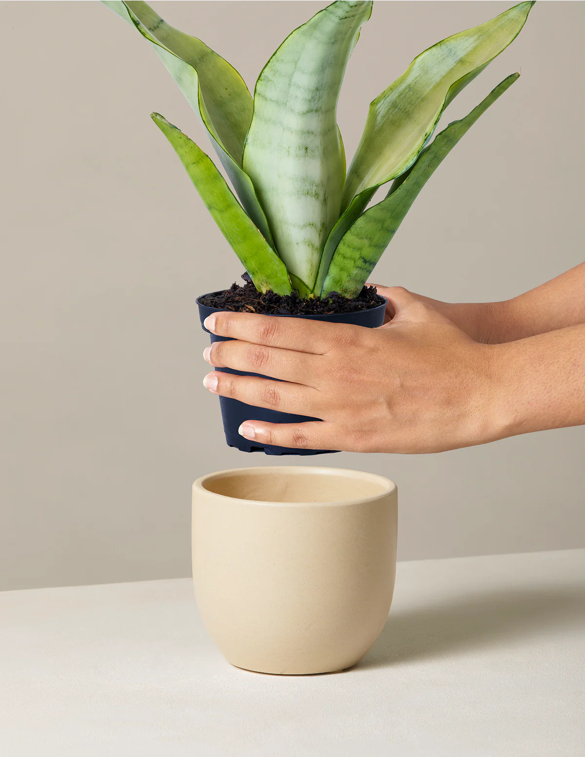 Moonshine Snake Plant - Image 20