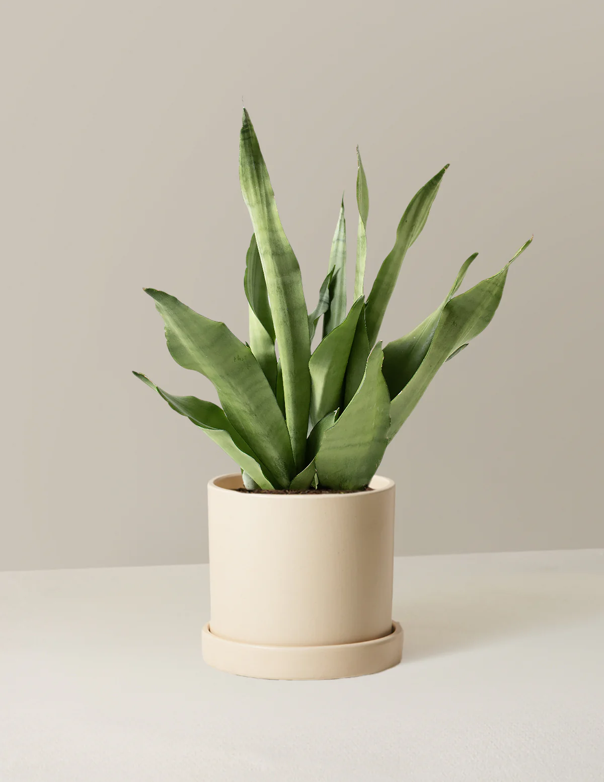 Moonshine Snake Plant - Image 21