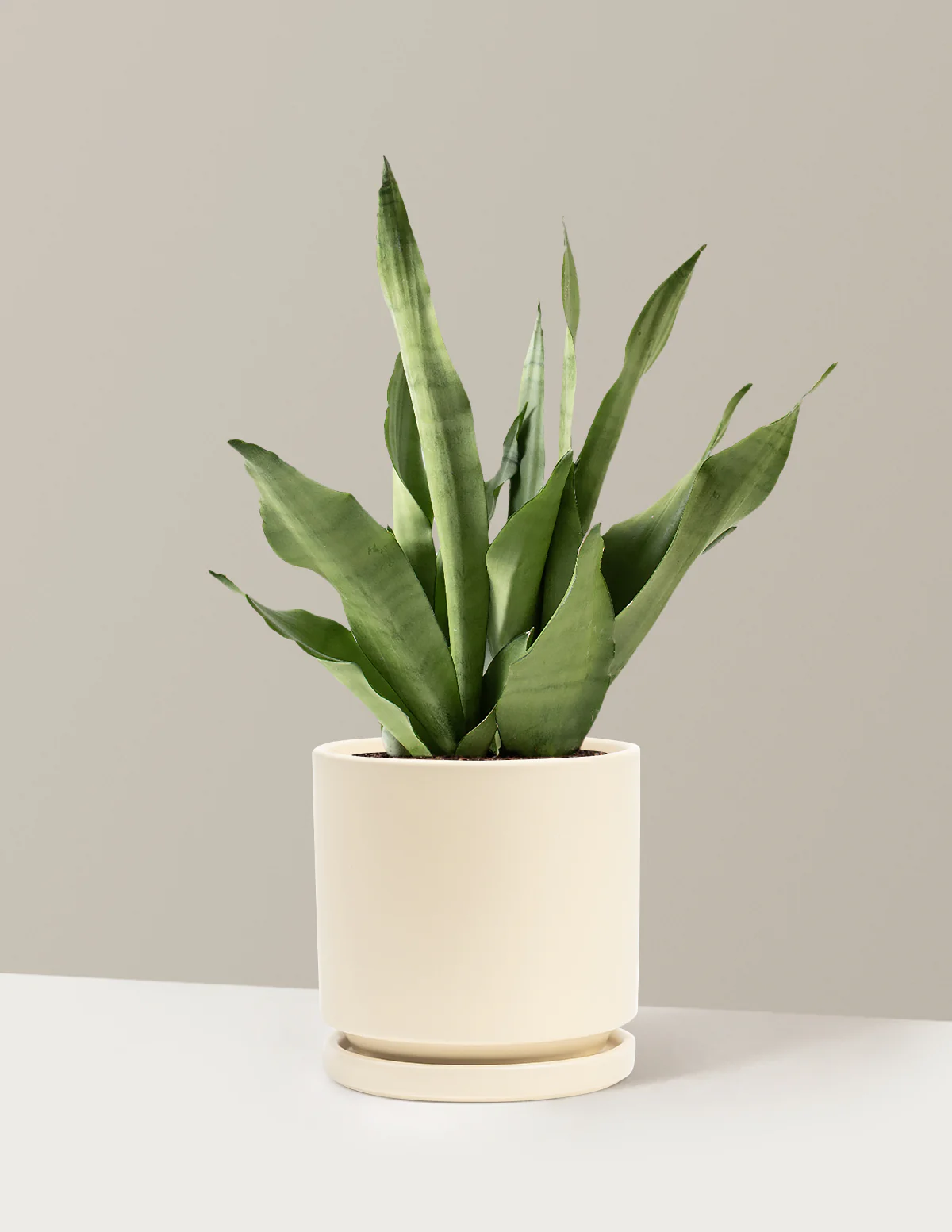 Moonshine Snake Plant - Image 22