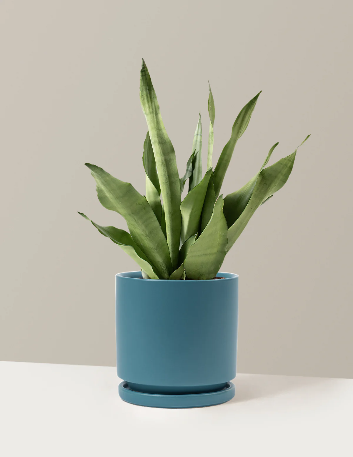 Moonshine Snake Plant - Image 23