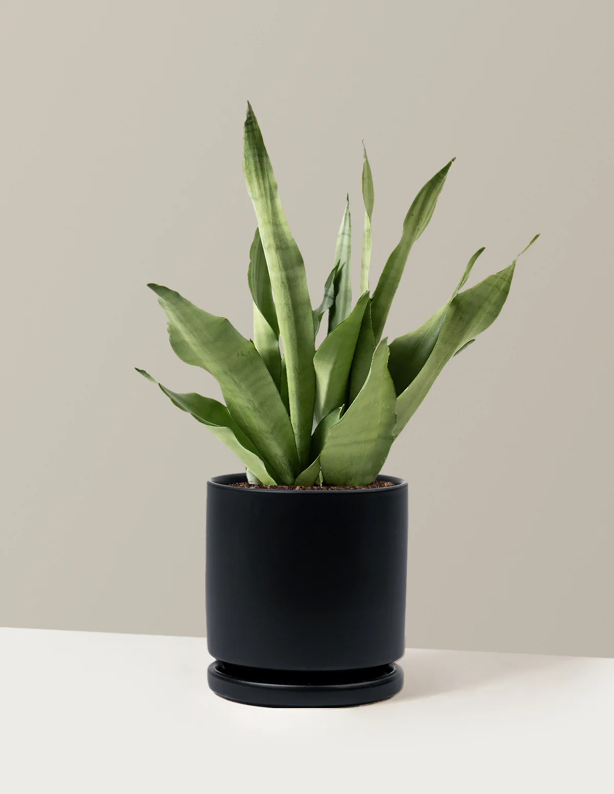 Moonshine Snake Plant - Image 24