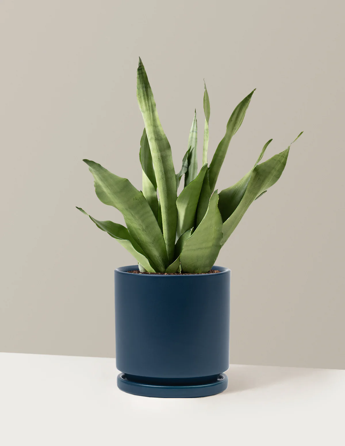 Moonshine Snake Plant - Image 25