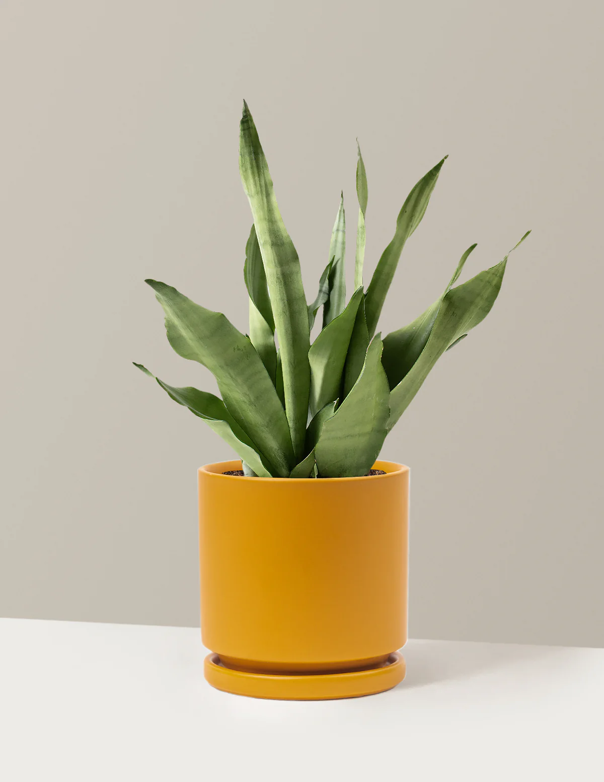 Moonshine Snake Plant - Image 26
