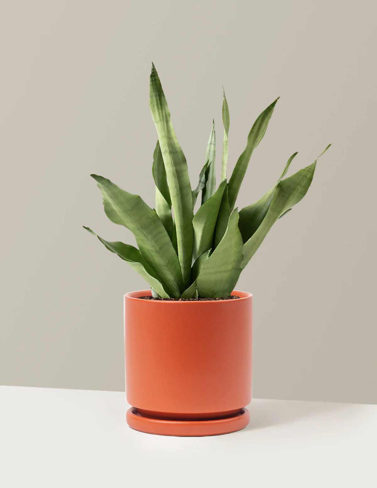 Moonshine Snake Plant - Image 27