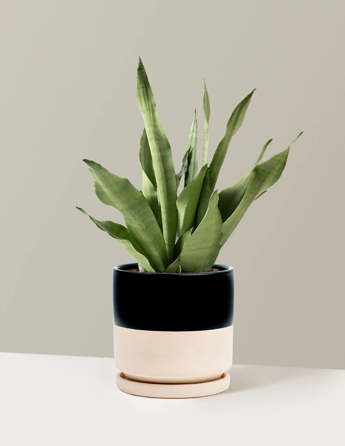 Moonshine Snake Plant - Image 28