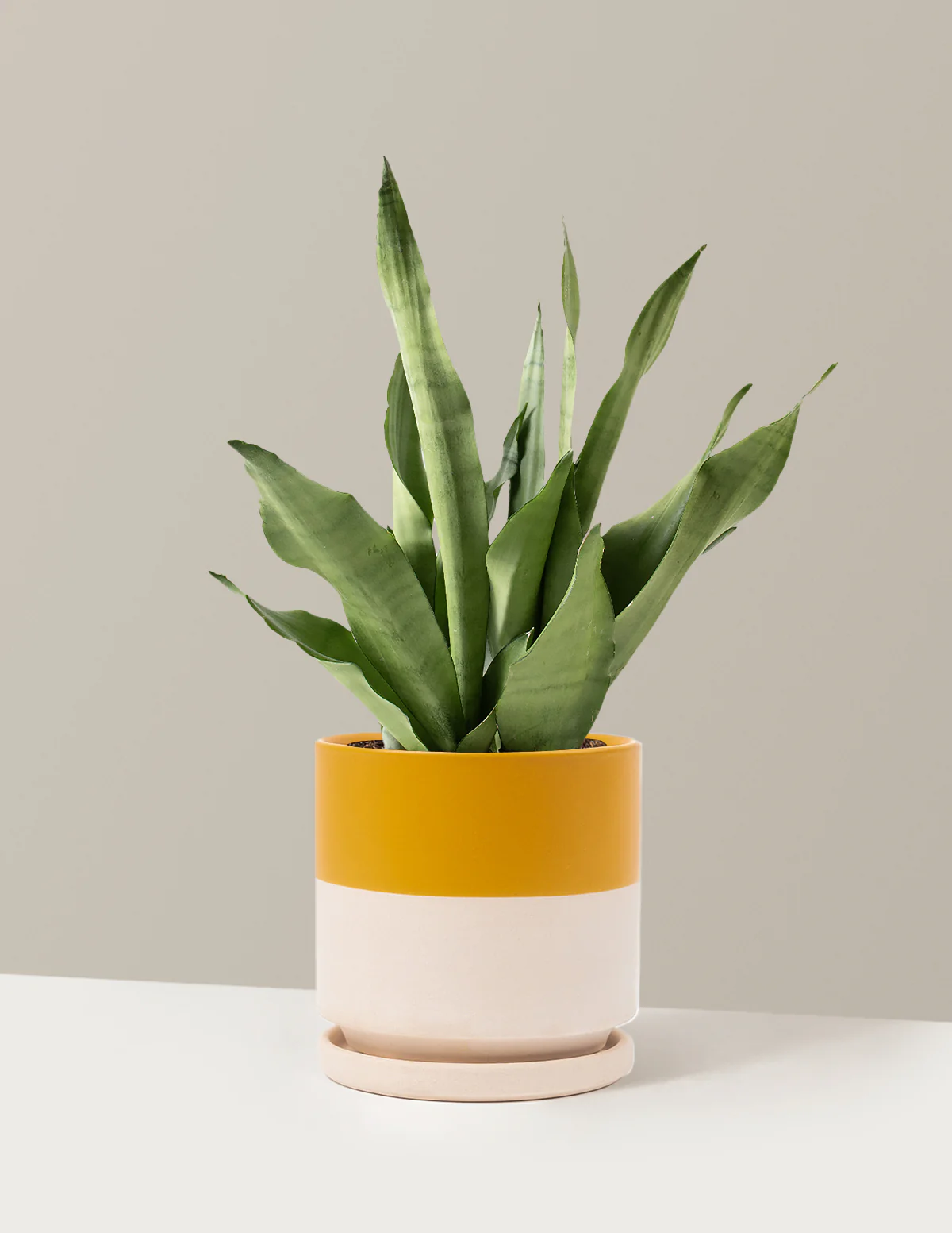 Moonshine Snake Plant - Image 29