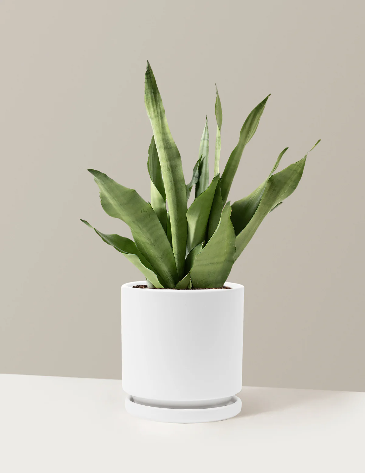 Moonshine Snake Plant - Image 32