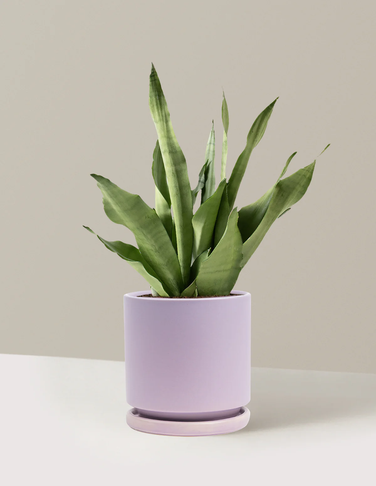 Moonshine Snake Plant - Image 33