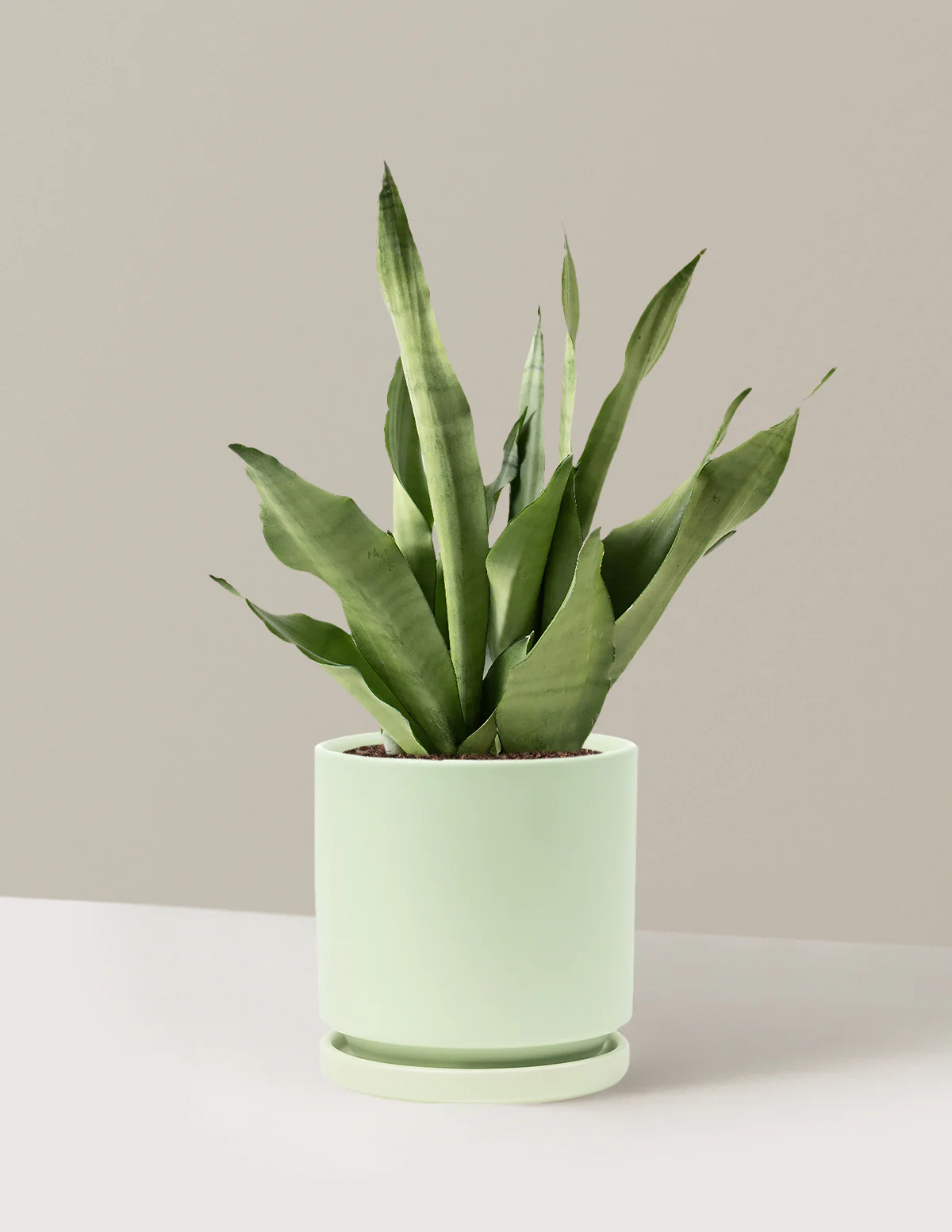 Moonshine Snake Plant - Image 34