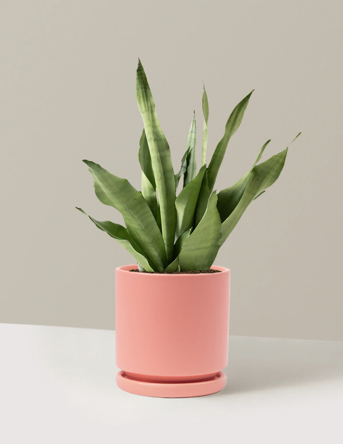 Moonshine Snake Plant - Image 35